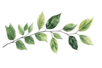 Fototapeta premium Branch with leaves in botanical isolated on transparent and white background.PNG image 