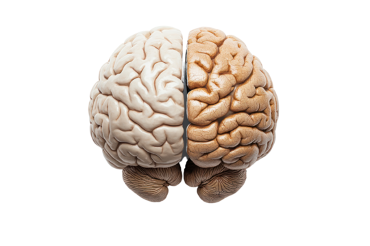 Brain and mind isolated on transparent and white background.PNG image	