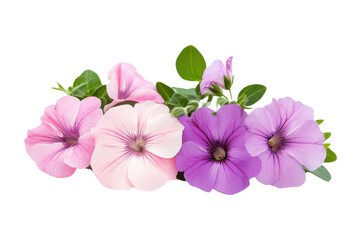Obraz premium Growing flowers in full bloom isolated on transparent and white background.PNG image
