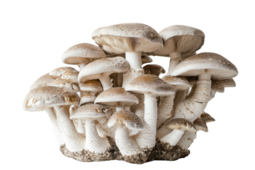 Growing mushroom art with whimsical design  isolated on transparent and white background.PNG image	