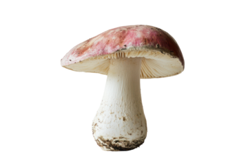 Growing mushroom art with whimsical design  isolated on transparent and white background.PNG image	