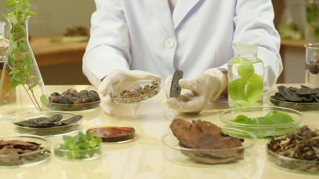 The warm-toned lab depicted in a high-quality video template has scientists contrasting and examining black locust and soapberry seeds on a petri dish while surrounded by test subjects and instruments