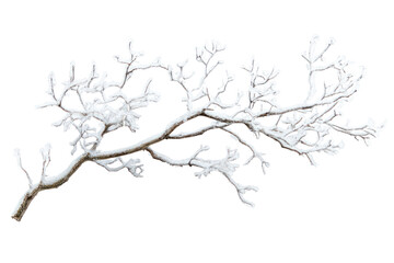 Obraz premium Snow on tree branch isolated on white background
