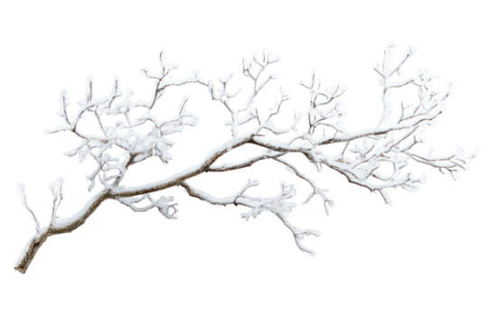 Snow on tree branch isolated on white background