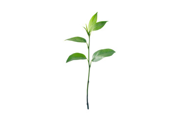 Fototapeta premium Growing plant with new leaves unfurling isolated on transparent and white background.PNG image