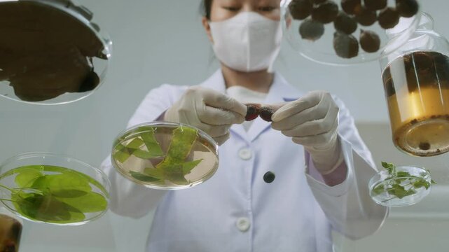 A researcher in a modern lab cuts a soapberry fruit in half and drops the seeds outside next to petri plates containing various herbal ingredients in a video sample shot from the bottom up.