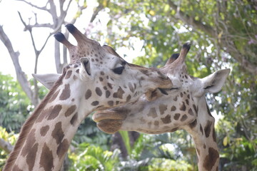 Close up The giraffe or Giraffa camelopardalis. Animal with a long neck, zoology, animal world, animal protection. Giraffes usually inhabit savannahs and woodlands. Giraffe in the zoo.