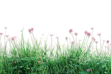 Lush grass and flowers  isolated on transparent background,PNG image.	