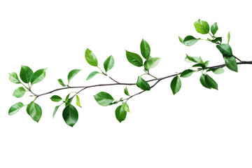 Leafy tree branch  isolated on transparent background,PNG image.	