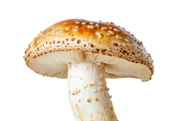 Edible mushroom on solid white background,Mushroom isolated on white background