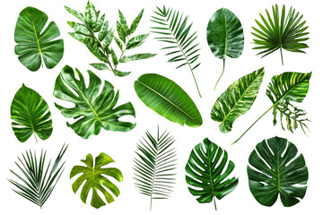 Tropical leaves in traditional crafts on isolated on transparent and white background.PNG image,