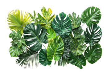Fototapeta premium Tropical leaves in eco-friendly packaging on isolated on transparent and white background.PNG image,