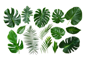 Tropical leaves in traditional crafts on isolated on transparent and white background.PNG image,