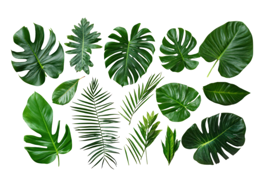 Tropical leaves in traditional crafts on isolated on transparent and white background.PNG image,