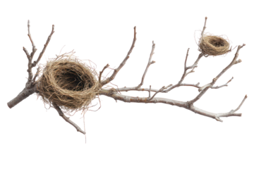 Bird's nest on dry branch on isolated on transparent and white background.PNG image,