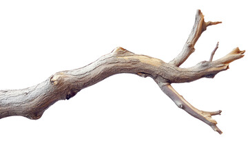 Fototapeta premium Tree branch pattern on isolated on transparent and white background.PNG image,