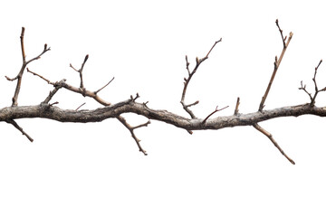 Fototapeta premium Tree branch pattern on isolated on transparent and white background.PNG image,