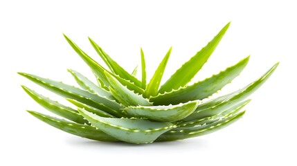 Fototapeta premium Closeup of Fresh Aloe Vera Plant