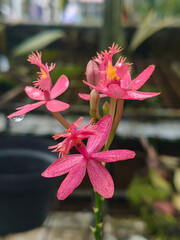 A detailed close-up of blooming pink orchids showcasing vibrant colors and intricate details, set against a garden backdrop, highlighting the beauty and delicate nature of these tropical flowers.