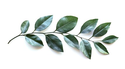 Obraz premium Green Leaves Frame
