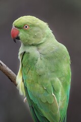 Rose ring parakeet closeup portrait shot