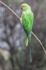 Rose ring parakeet female portrait shot