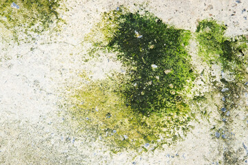 green moss on the stone