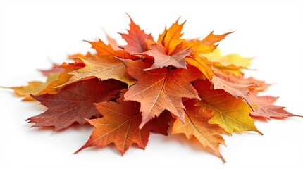 Obraz premium Pile of vibrant autumn leaves isolated on white background
