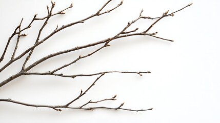 Fototapeta premium A Bare Branch on a White Background
