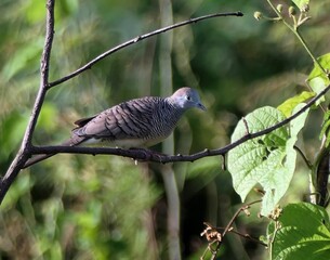 Close-up of a bird perched on a branch with lush green foliage in the background