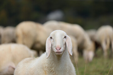 Fototapeta premium white fleece sheep used for wool production standing among other sheep in a large flock