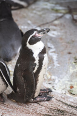 Fototapeta premium ペンギン