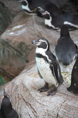 Naklejka premium ペンギン