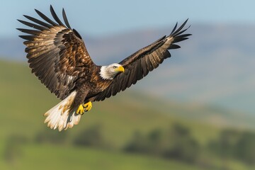 Obraz premium A majestic bald eagle swoops gracefully, wings spread wide against a green landscape and blue sky