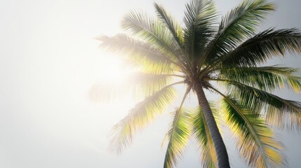 Palm Tree Sunbeams