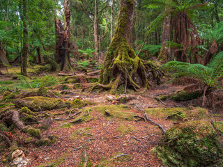 Temperate Rainforest Tasmania