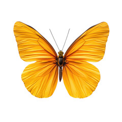 Obraz premium Butterfly with vibrant yellow wings isolated on transparent background.