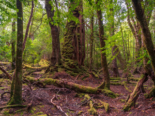 Temperate Rainforest Cradle Mountain Tasmania