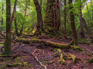 Temperate Rainforest Cradle Mountain Tasmania