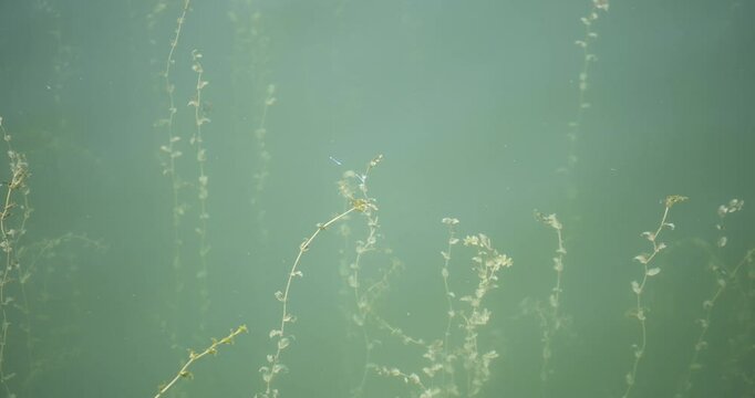 Videos von Chiemsee, Nahaufnahme vom Wasser mit Fischen, Libellen und Wasserpflanzen, C4K, ProRes