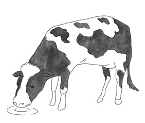 飲み物を飲む牛のイラストです。