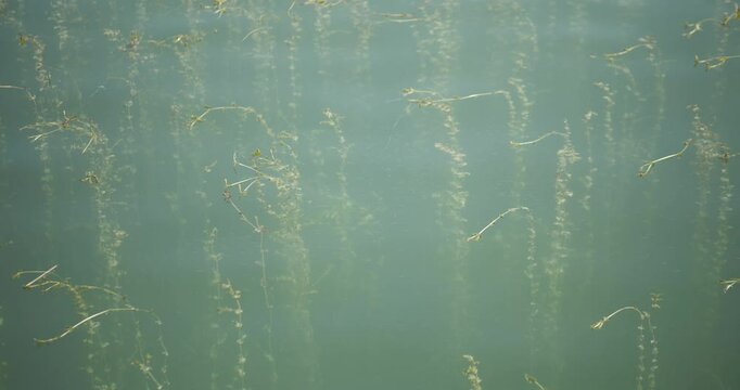 Videos von Chiemsee, Nahaufnahme vom Wasser mit Fischen, Libellen und Wasserpflanzen, C4K, ProRes