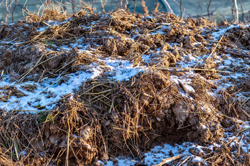 Composted cow manure. Winter, small layer of snow. Organic fertilizer for agriculture. Cow manure in winter under snow.