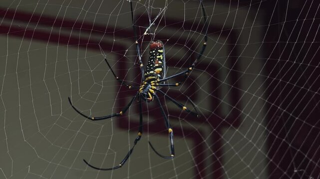 spider on web