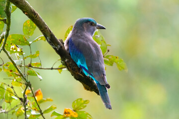 An Indian roller perching in a branch