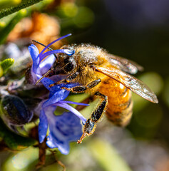 Bee on purple flower