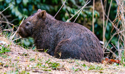 Wombat