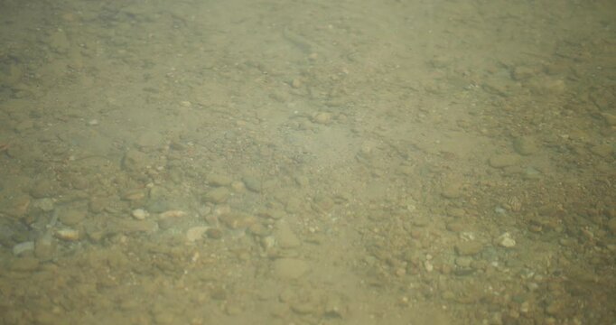 Videos von Chiemsee, Nahaufnahme vom Wasser mit Fischen, Libellen und Wasserpflanzen, C4K, ProRes