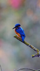 Close-up of a kingfisher