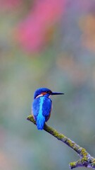 Close-up of a kingfisher